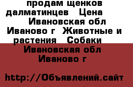 продам щенков далматинцев › Цена ­ 3 000 - Ивановская обл., Иваново г. Животные и растения » Собаки   . Ивановская обл.,Иваново г.